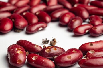 Close-up reveals spoiled kidney beans with holes and dead insects, signifying food spoilage and infestation.