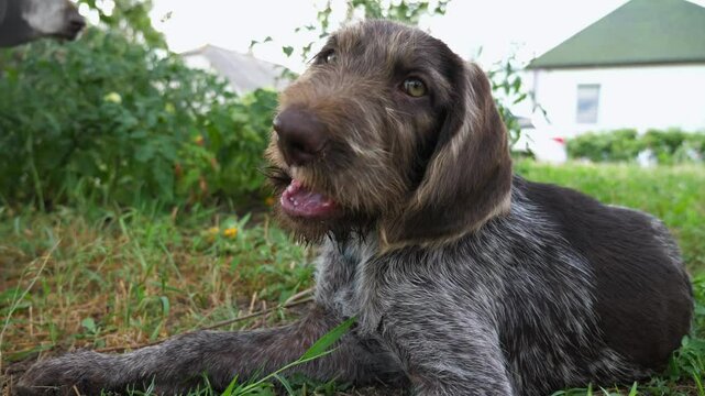 Portrait of cute brown drahthaar puppy lying on grass at garden. Pretty german wirehaired pointer dog looking into camera outdoor. Beautiful domestic doggy resting on green lawn. Slow motion
