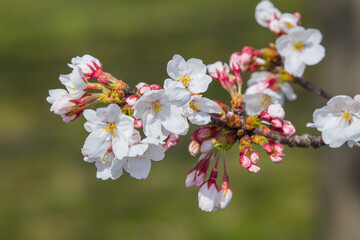 綺麗に咲いた桜の花 ソメイヨシノ