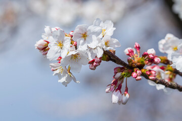 綺麗に咲いた桜の花 ソメイヨシノ