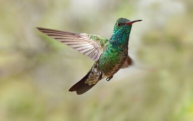Fototapeta premium close up of a colorful male broad-billed hummingbird in flight in the woodlands of madera canyon in foothills of the santa rita mountains southeast of tucson, arizona