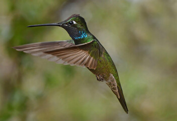 Fototapeta premium close up of a colorful male rivoli's hummingbird in flight in the woodlands of madera canyon in foothills of the santa rita mountains southeast of tucson, arizona