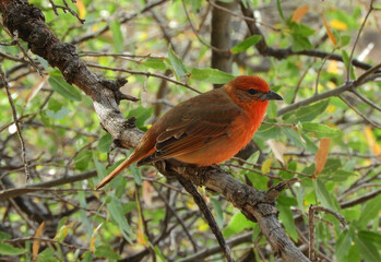 a colorful male  hepatic tanager perched in a tree in summer in the forest of madera canyon in the...