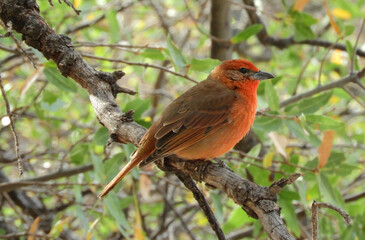 a colorful male  hepatic tanager perched in a tree in summer in the forest of madera canyon in the...
