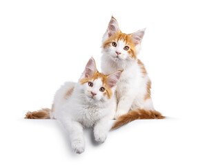 Maine Coon cat kittens on black background on white background
