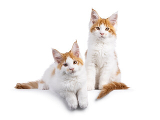 Maine Coon cat kittens on black background on white background
