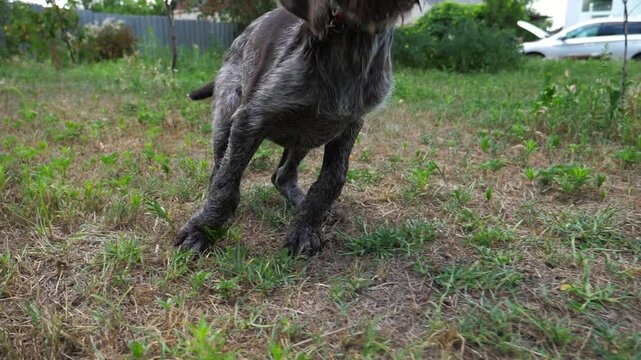 Curious german wirehaired pointer dog run after moving camera on grass in garden. Funny brown drahthaar puppy plays with his owner jogging on green lawn. Concept of human and animal friendship
