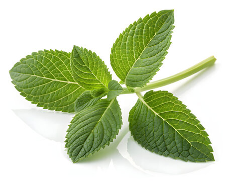 Fresh Green Mint Leaves Close-up
