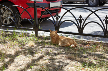 Cute ginger cat lies on city street. Pet has a rest, funny facial expression. Selective focus, blurred background