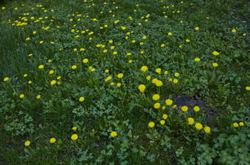 Green meadow with yellow dandelions in spring. Closeup of yellow spring flowers on the ground