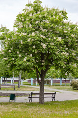 Chestnut in bloom on city street in Kyiv, Ukraine. Flowers of chestnuts tree in spring time. Selective focus, blurred background