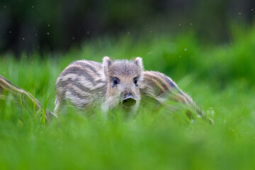 Wild boar piglet in the forest with other piglets