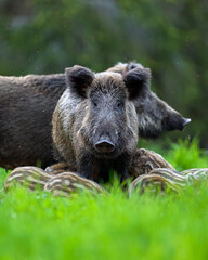 Wild boar with piglets in the forest another adult wild boar on the background