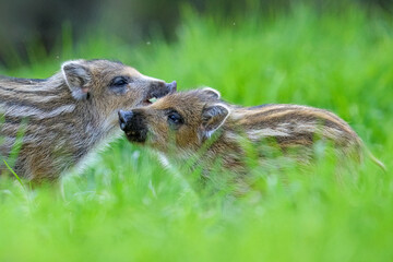 Wild boar piglets close-up in the forest