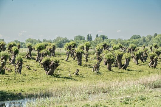 Knotted willows growing in the biesbosch national park, netherlands