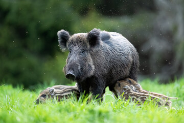 Wild boar with piglets in the forest