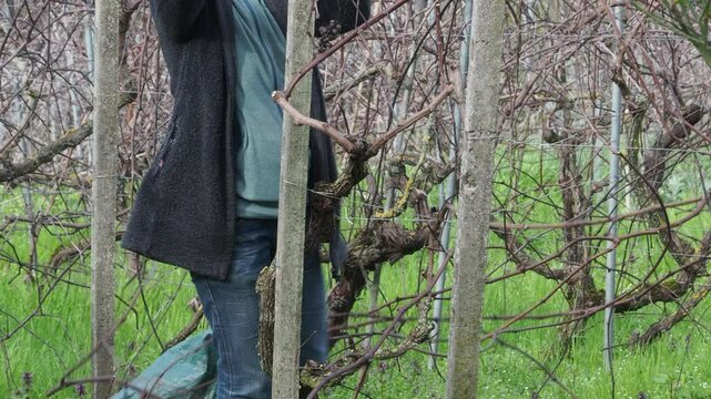 Unrecognizable woman farmer works on dormant grapevines (Vitis vinifera) in a late winter organic vineyard, woody leafless plants are supported by a trellis system over free grass growth,
real time