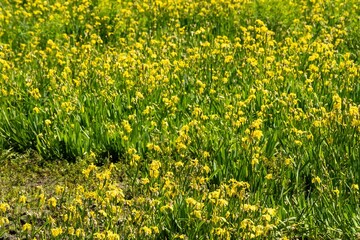 Yellow flag iris blooming in a wide field during a sunny day