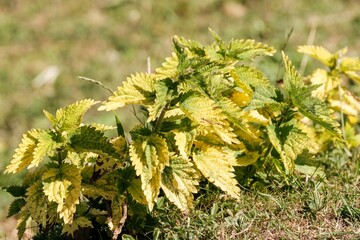 Common nettle growing wild in green meadow