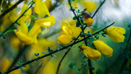 Saison printanière dans la forêt des Landes de Gascogne