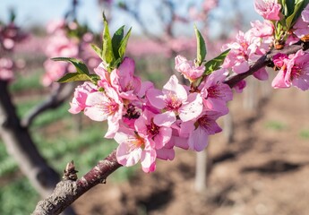 The 2024 pantone color of the year features a fuzzy, abstract concept with a peach background, floral patterns, and illustrations of blossoming flowers and fluffy plants in a seamless, colourful