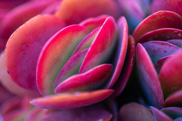 Green red flapjack cactus or paddle plant kalanchoe luciae close-up. Exotic plants in Cyprus