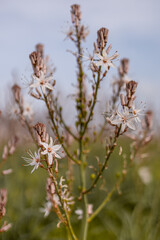 Asphodelus ramosus flowers blossom close-up. White wildflower and buds macro and bokeh photography. 