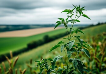 Obraz premium The natural ecology scene of a rural countryside, complete with a farm, cartoon tree, and park land, is set against a backdrop of bright green hills, grass, and fields, basking under the summer sun,