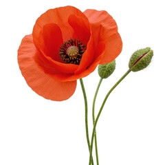 Fototapeta premium Vibrant red poppy flower with bud isolated on transparent background