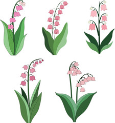 Pink Lily of the Valley Illustration