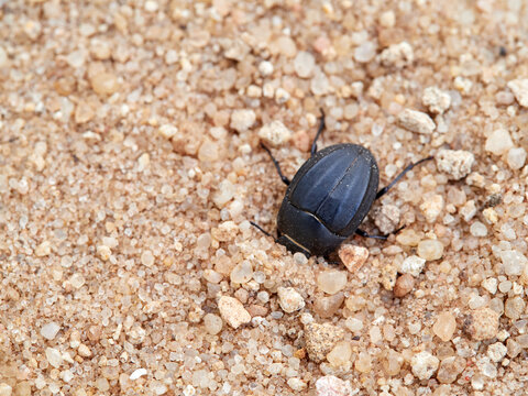 Darkling beetle sand dune. Erodius genus. - Powered by Adobe