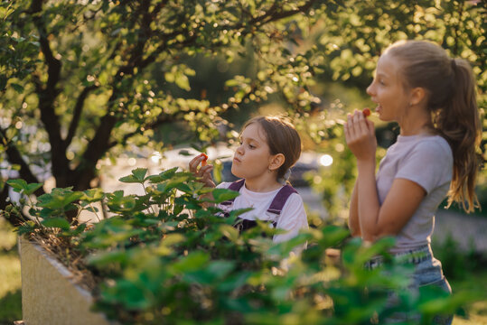 Two young girls harvesting and eating strawberries in garden