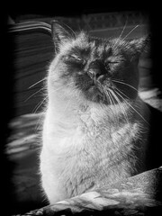 Gato B&W