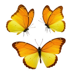 Fototapeta premium Three orange and yellow butterflies isolated on transparent background