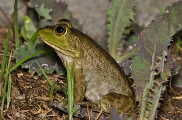 American Bullfrog Lithobates catesbeianus sitting nature amphibian wildlife.