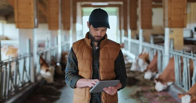 Caucasian man owner of farma in orange vest using tablet computer in modern dairy farm facility cowshed. Cowshed barn interior, stall, cowhouse.