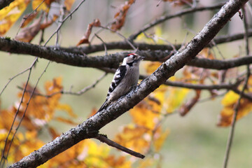 The lesser spotted woodpecker (Dryobates minor) sitting on a branch, natural habitat, golden autumn leaves background.