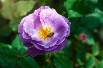 Fototapeta premium A honeybee diligently gathers pollen from a large, vibrant purple rose, its petals softly unfolding in the warm sunlight.