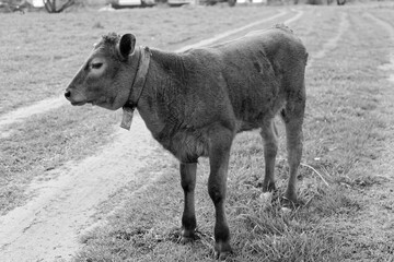 Fototapeta premium A cow is standing in a field