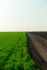 A field with a dirt road running through it