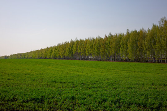 A field of green grass with trees in the background