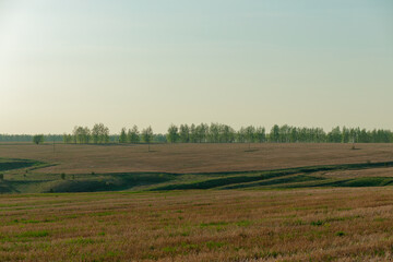 Obraz premium A field with a few trees in the background