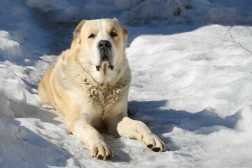 Central Asian Shepherd Dog male adult alabai breed lies guards domain territory white snow winter snowdrifts background