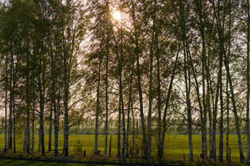 A forest with trees and a sun shining through the trees