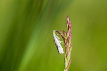 Motyl na letniej łące, tło sezon letni. 