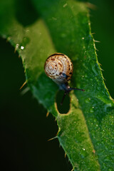 Mały ślimak na liściu ostu w rosie na łące.