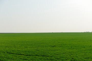A large field of grass is shown in the image