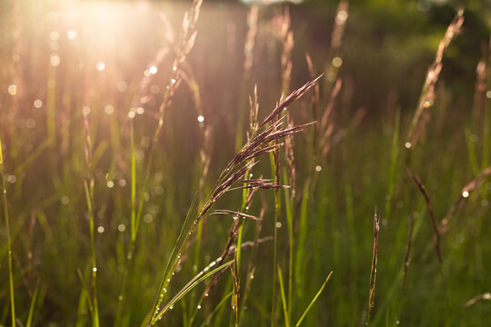 Herbes gramin&eacute;es en gros plan avec gouttes d'eau sur les feuilles et tiges vertes avec halo et reflets du soleil rasant en premier plan dans une ambiance v&eacute;g&eacute;tale verte en arri&egrave;re plan