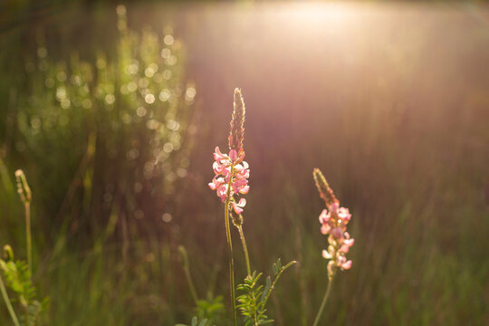Fleurs sauvages roses sur de grandes tiges en gros plan dans une prairie en pleine nature avec halo du soleil dans une ambiance v&eacute;g&eacute;tale verte po&eacute;tique et douce en arri&egrave;re plan