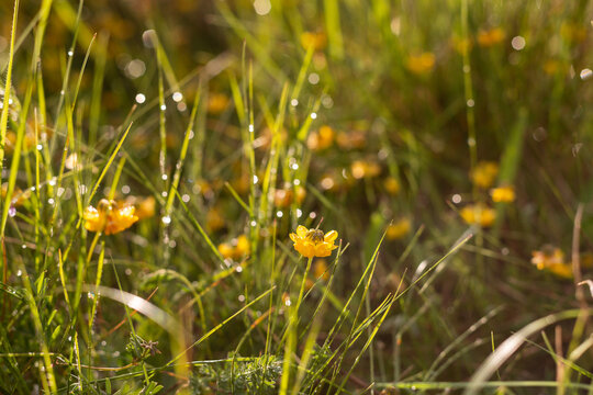 Fleurs jaunes avec gouttes d'eau sur les feuilles vertes avec reflets du soleil rasant en premier plan dans une ambiance v&eacute;g&eacute;tale verte en arri&egrave;re plan